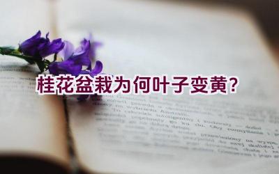 桂花盆栽为何叶子变黄？