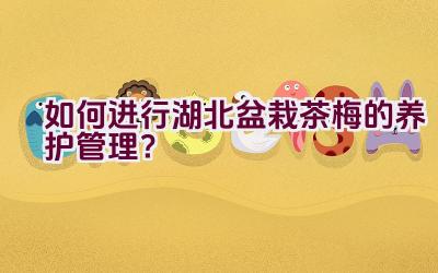 如何进行湖北盆栽茶梅的养护管理？