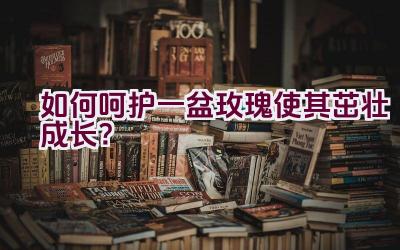 如何呵护一盆玫瑰使其茁壮成长？插图