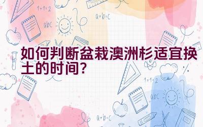 如何判断盆栽澳洲杉适宜换土的时间？