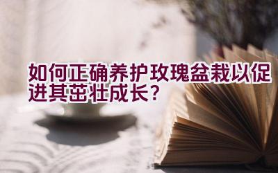 如何正确养护玫瑰盆栽以促进其茁壮成长？插图