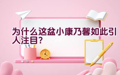 为什么这盆小康乃馨如此引人注目？