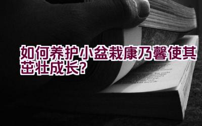 如何养护小盆栽康乃馨使其茁壮成长？