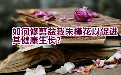 如何修剪盆栽朱槿花以促进其健康生长？