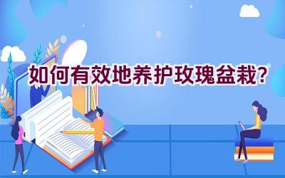 如何有效地养护玫瑰盆栽？