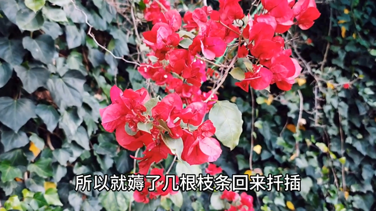 阜阳适宜种植哪些花卉？