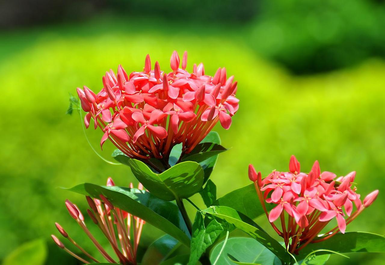 家庭种植红葱头指南，详解种植全流程插图