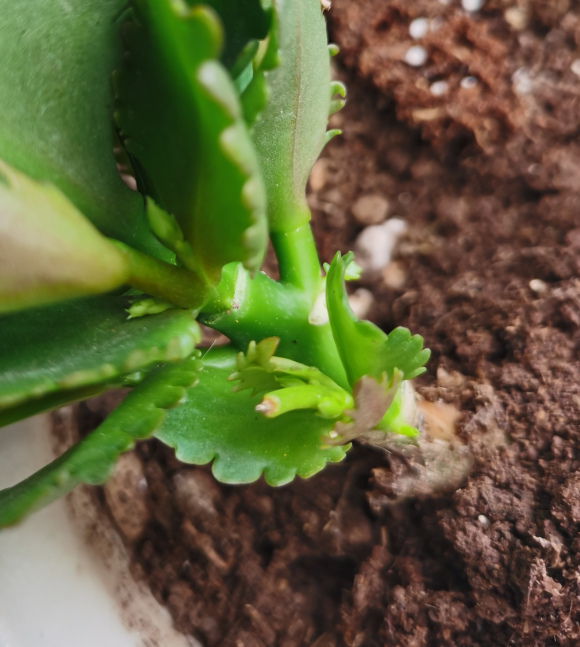 黄南地区适宜种植哪些花卉？