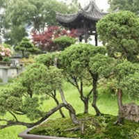 雪松插图