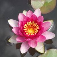 碗莲插图