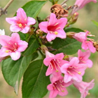 锦带花插图